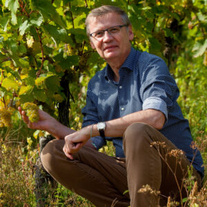 Mann prüft Trauben im Weinberg, Herbstsonne